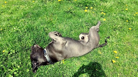 Słodziak Ozzy przypomina się do adopcji